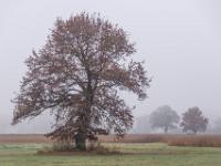 Solitär stehende Eiche und dahinter im Nebel weitere Bäume
